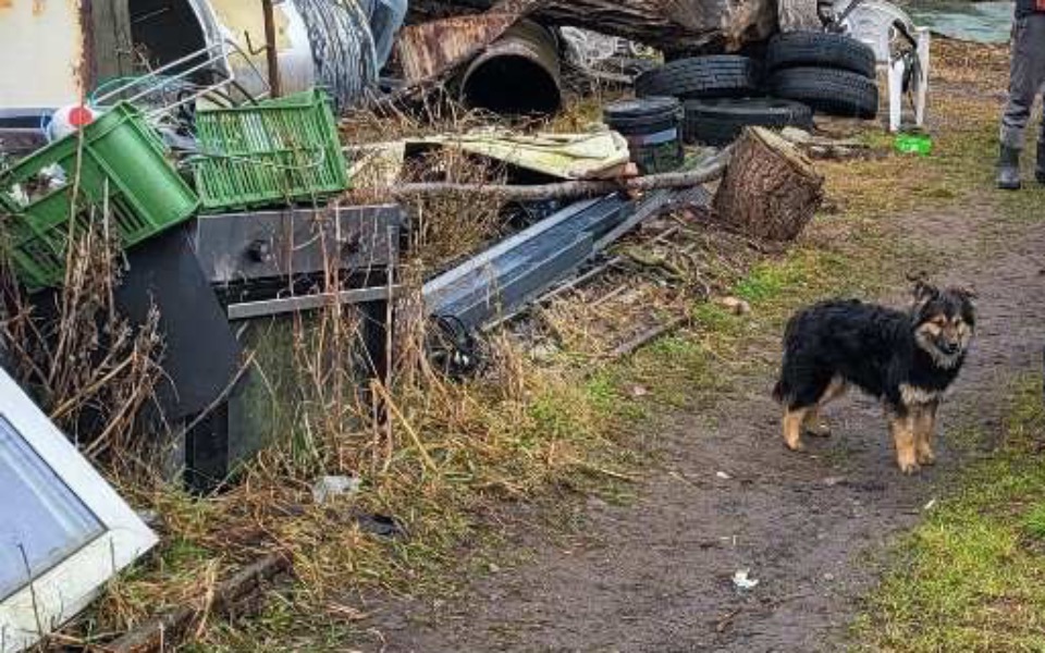 Zaniedbany teren z porzuconymi przedmiotami i psem na ścieżce.
