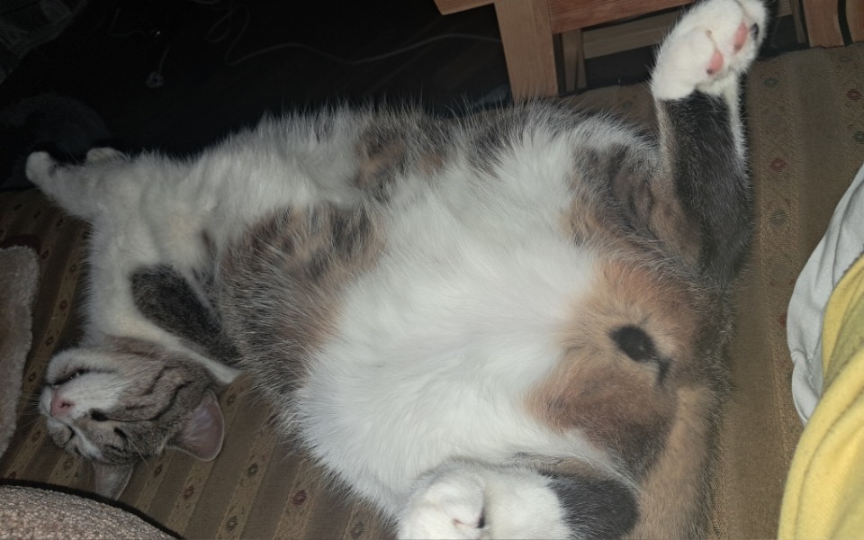 
        Kot leżący na plecach, zrelaksowany i śpiący na kanapie.
    