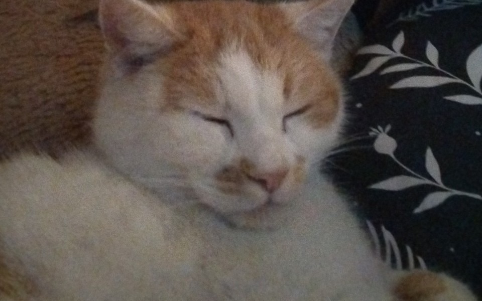 
        Kot śpiący na poduszce, z zamkniętymi oczami.
    