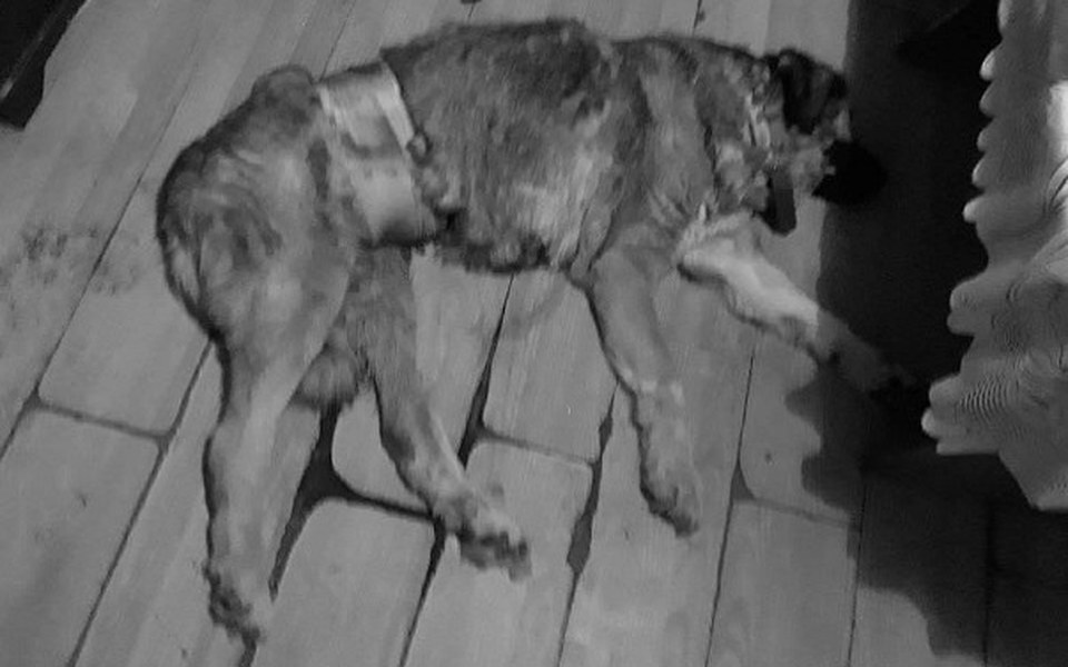 
        Zbiórka Leżała w kałuży krwi, bez ruchu - zdjęcie główne
    