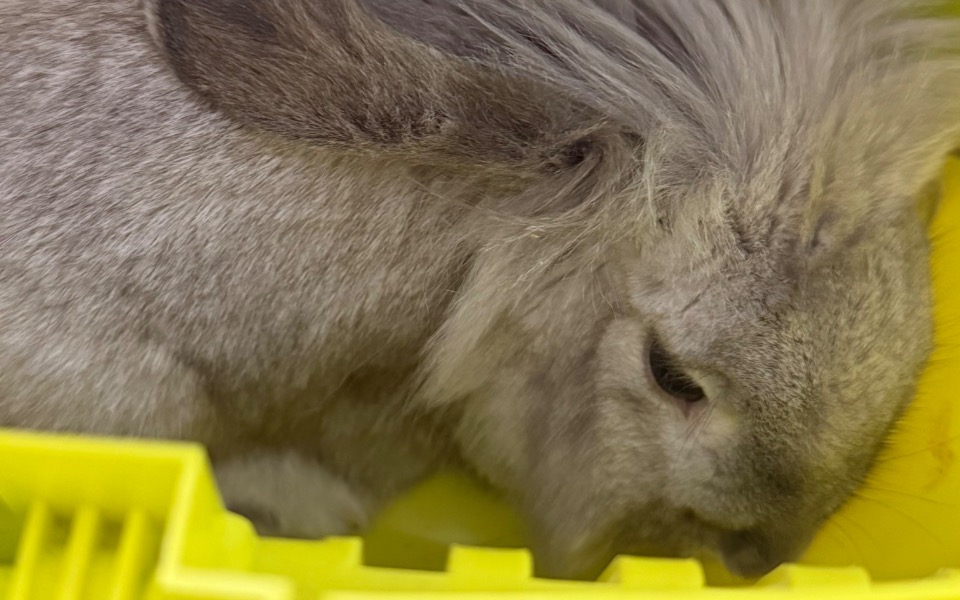 
        Królik w żółtym pojemniku.
    