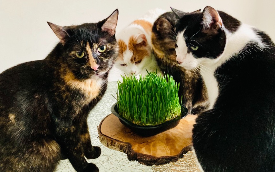 
        Cztery koty wokół miski z trawą.
    