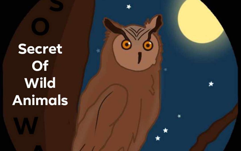 
        Ilustracja sowy na tle nocnego nieba.
    