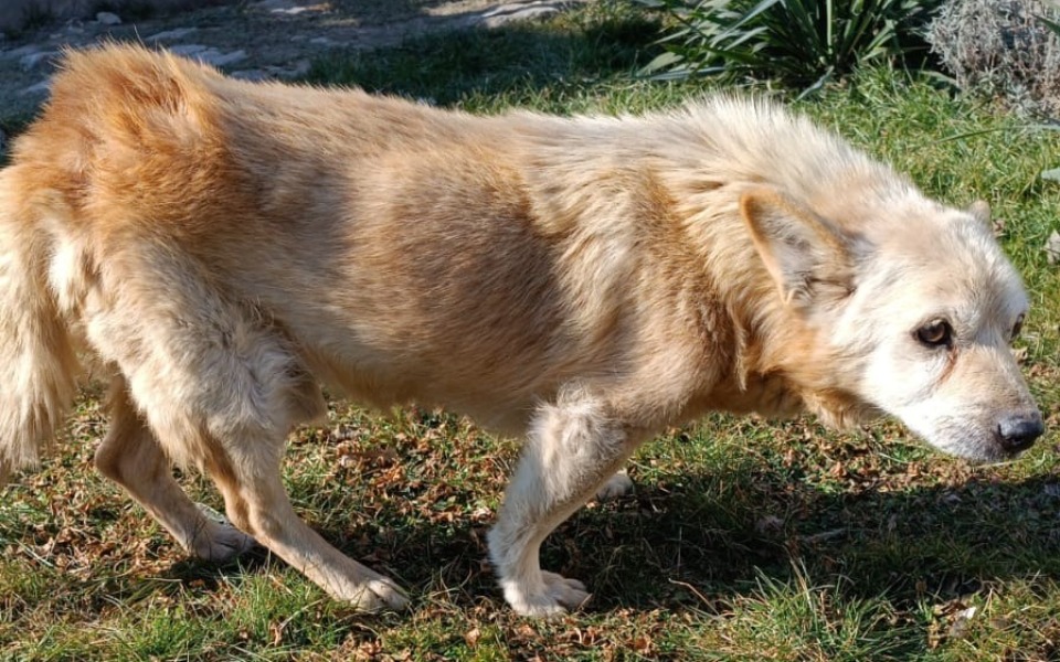 
        Stary pies spacerujący po trawie, z wyraźnymi oznakami starości.
    