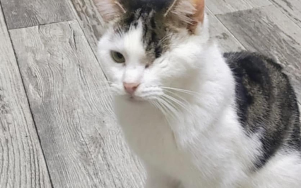 
        Kot z jednym okiem na drewnianej podłodze.
    