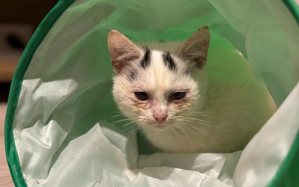 
        Biały kot w zielonym worku, wyglądający niepewnie.
    