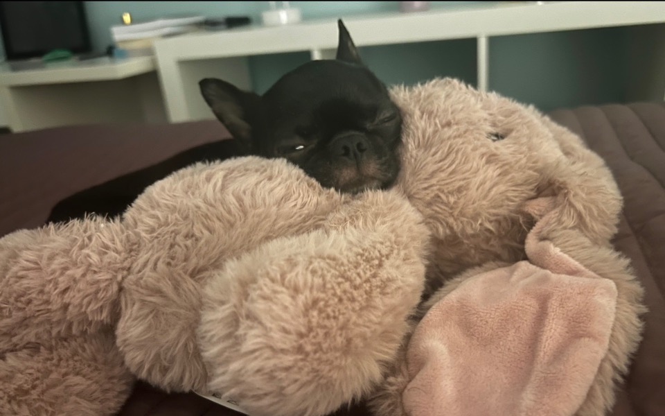 
        Mały piesek śpiący z pluszowym króliczkiem.
    