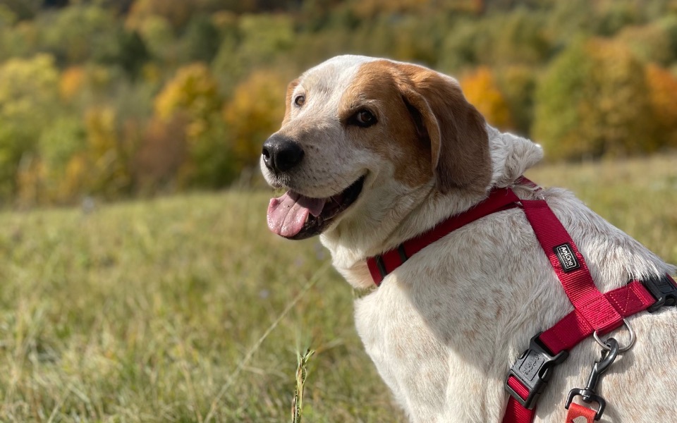 
        Pies uśmiechający się na tle jesiennego krajobrazu.
    