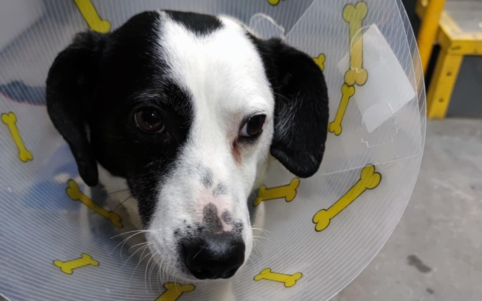 
        Pies w kołnierzu ochronnym po zabiegu.
    