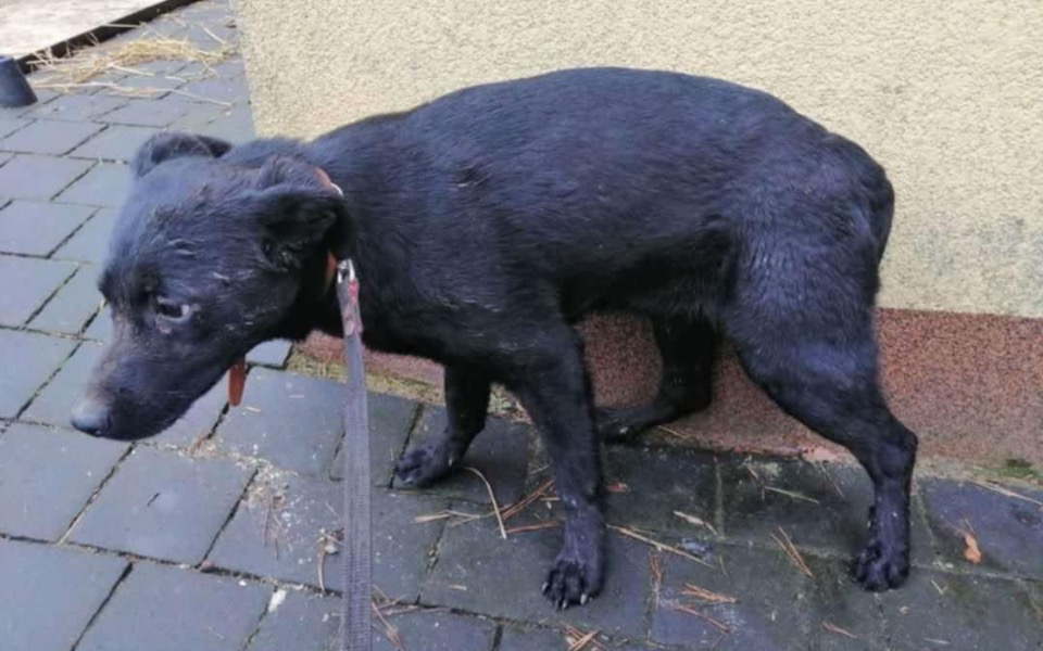 
        Czarny pies, który wygląda na zmartwionego i niepewnego.
    