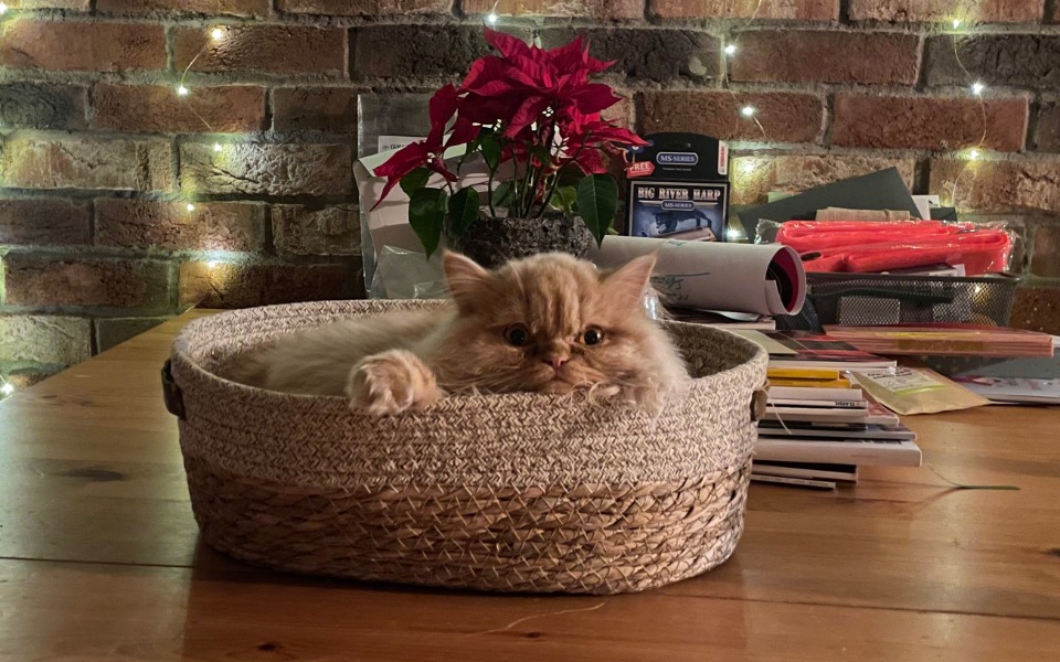 
        Kot w koszyku, otoczony roślinami i przedmiotami na stole.
    