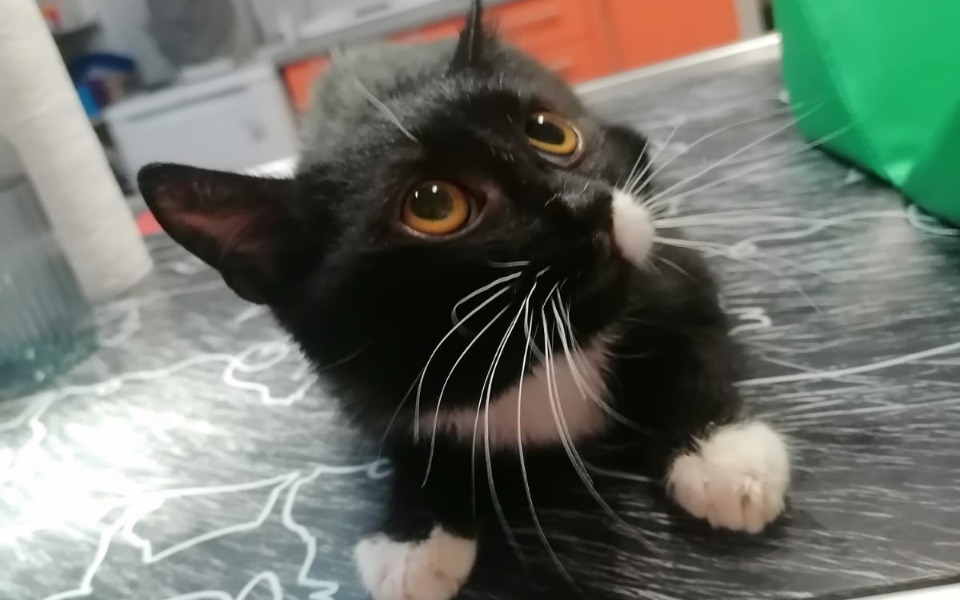 
        Czarny kot z dużymi oczami, leżący na stole w kuchni.
    