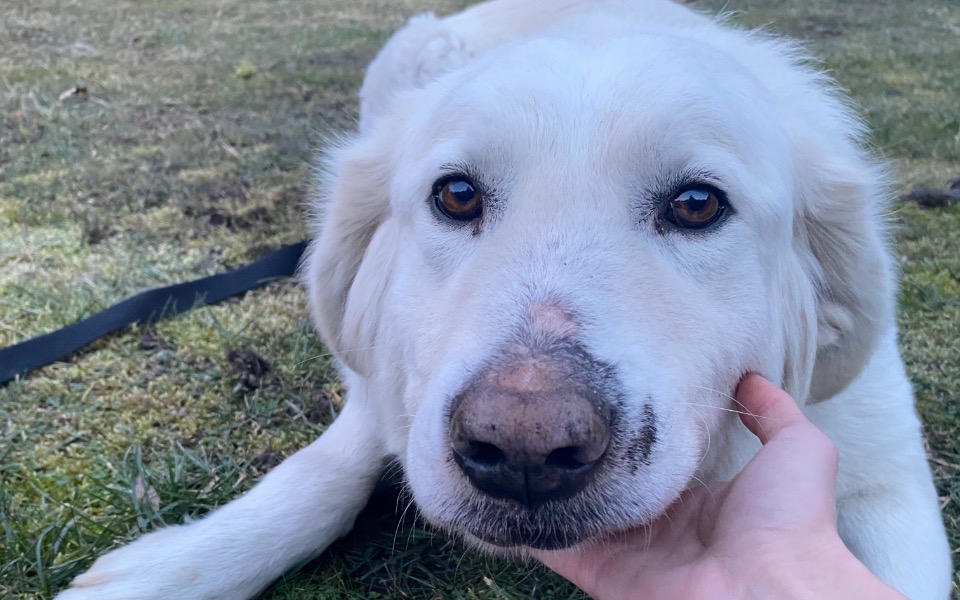 
        Biały pies z brudną mordką, patrzący na właściciela.
    