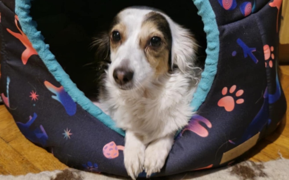 
        Pies w legowisku, wyglądający na zrelaksowanego.
    