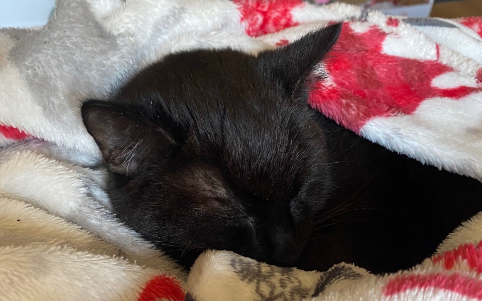 
        Czarny kot śpiący w miękkim kocu.
    