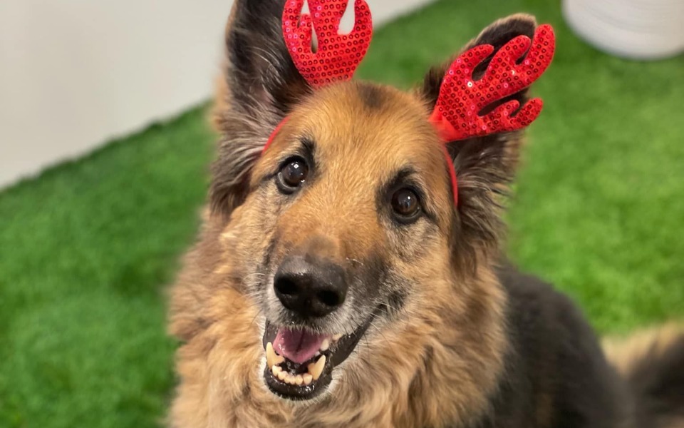 
        Pies z radosnym uśmiechem i ozdobami na głowie.
    