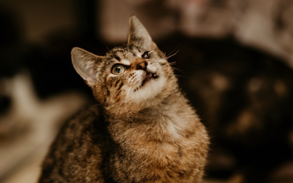 Kot patrzący w górę z ciekawością.