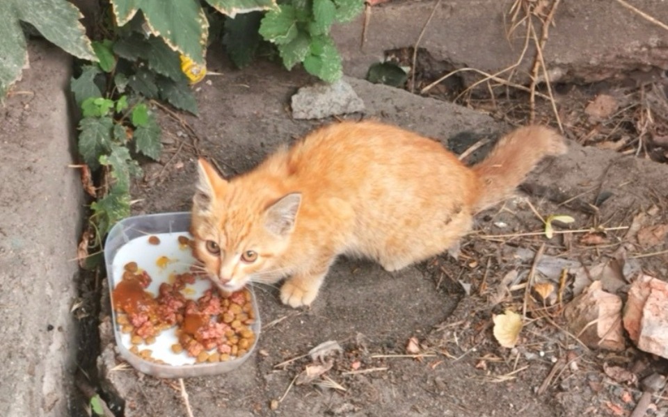 
        Rudy kot jedzący z miski na zewnątrz.
    