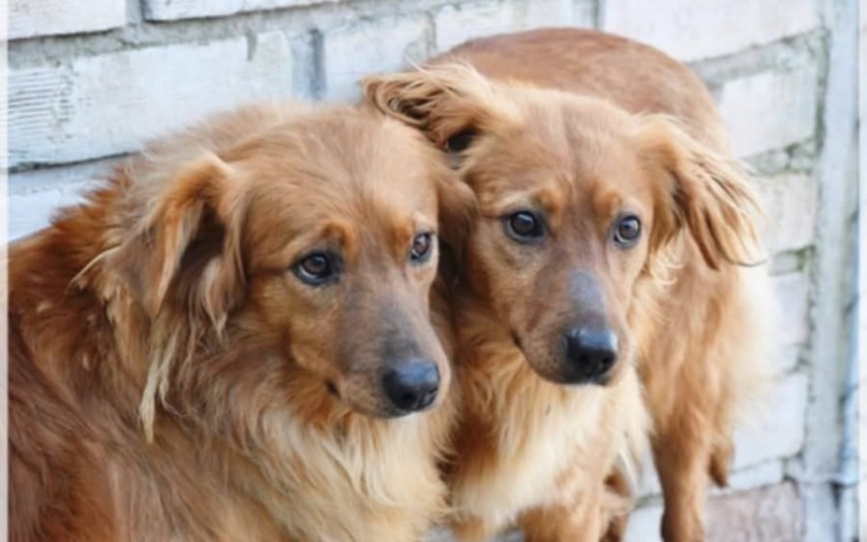 
        Dwa psy o brązowej sierści, stojące blisko siebie.
    