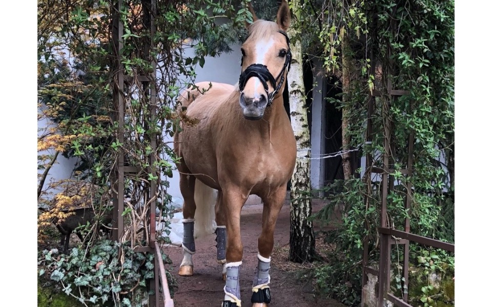 
        Koń stojący w ogrodzie, z widocznymi ochraniaczami na nogach.
    