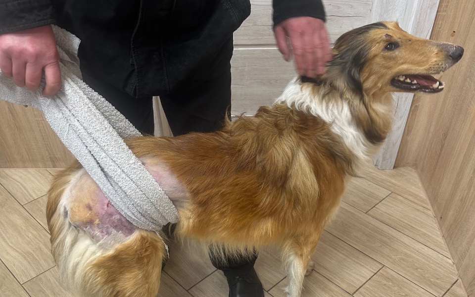 
        Pies z opatrunkiem na nodze, trzymany przez osobę w czarnej kurtce.
    