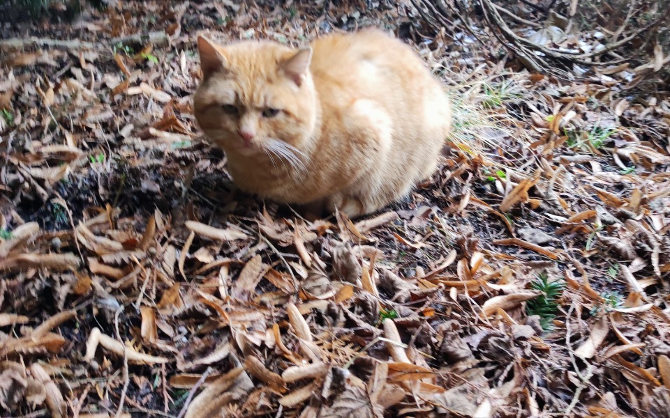 
        Rudy kot odpoczywający wśród liści na ziemi.
    