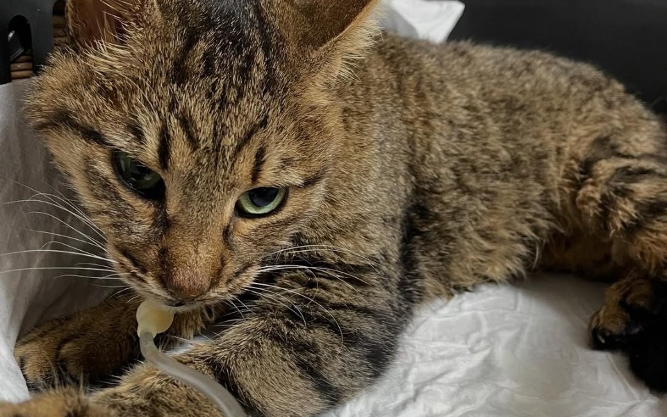 Chory kot leży na białej poduszce, z rurką w ustach.