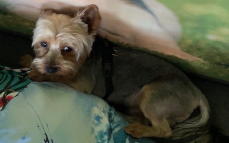 
        Pies odpoczywający na poduszce, z wyrazem smutku.
    