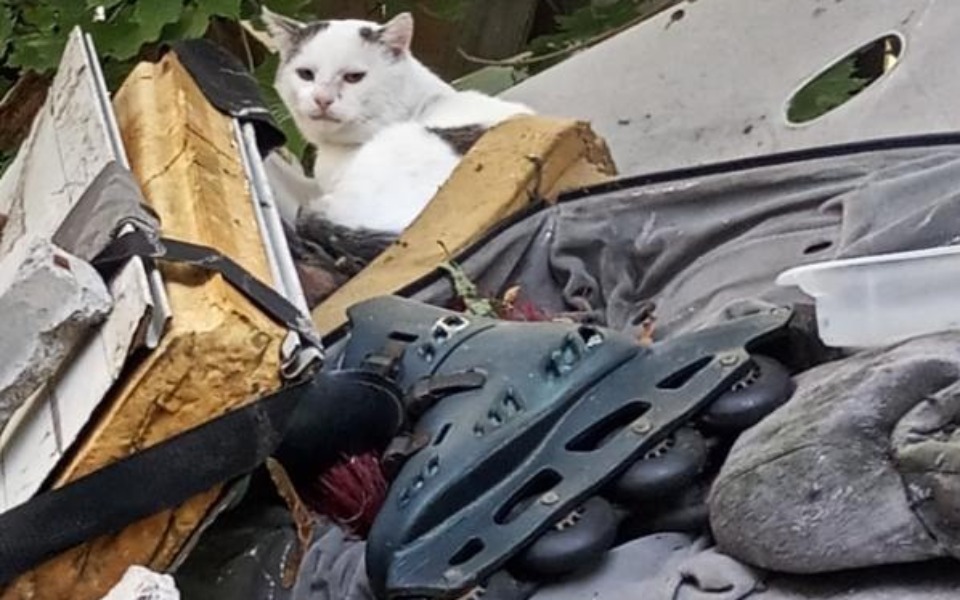 
        Biały kot odpoczywający wśród odpadków.
    