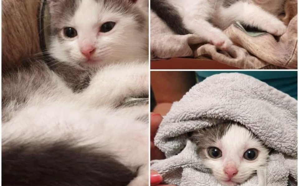 
        Kocięta w kocach, jedno z nich z wyrazem zdziwienia.
    