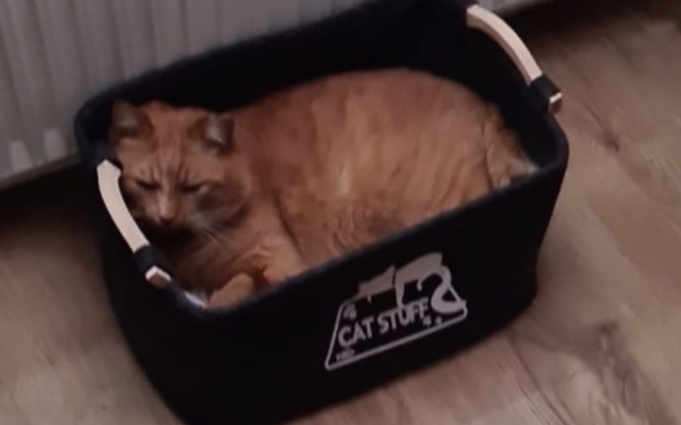 
        Rudy kot leży w koszyku z napisem 'CAT STUFF'.
    