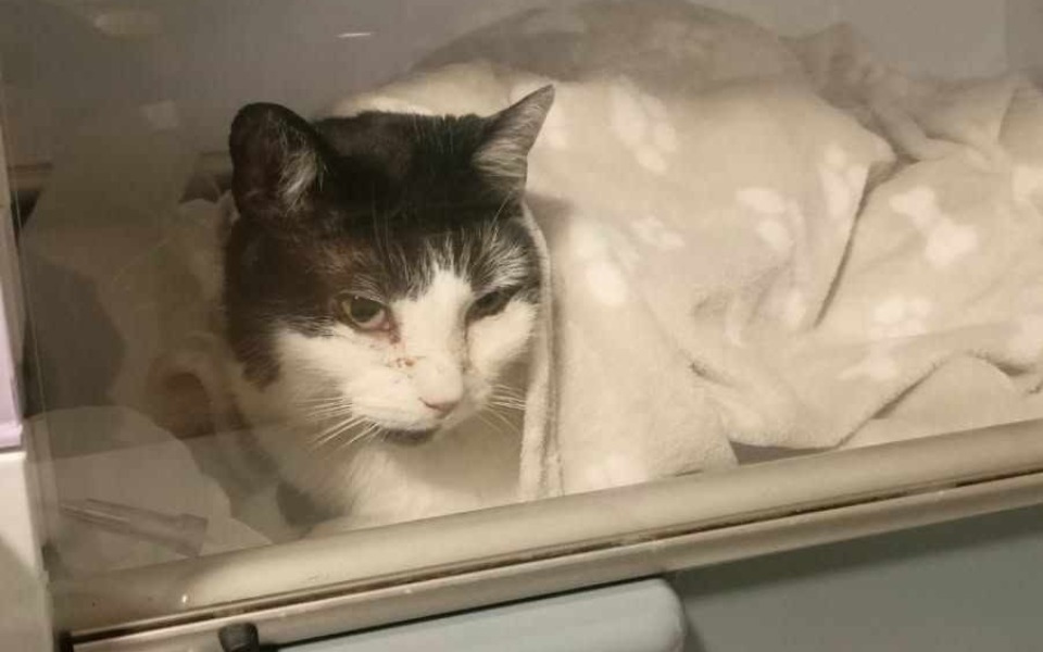 
        Kot owinięty w koc, wygląda na zrelaksowanego.
    