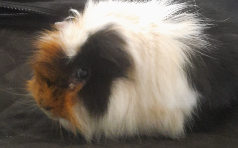 
        Świnka morska o długim, kolorowym futrze.
    