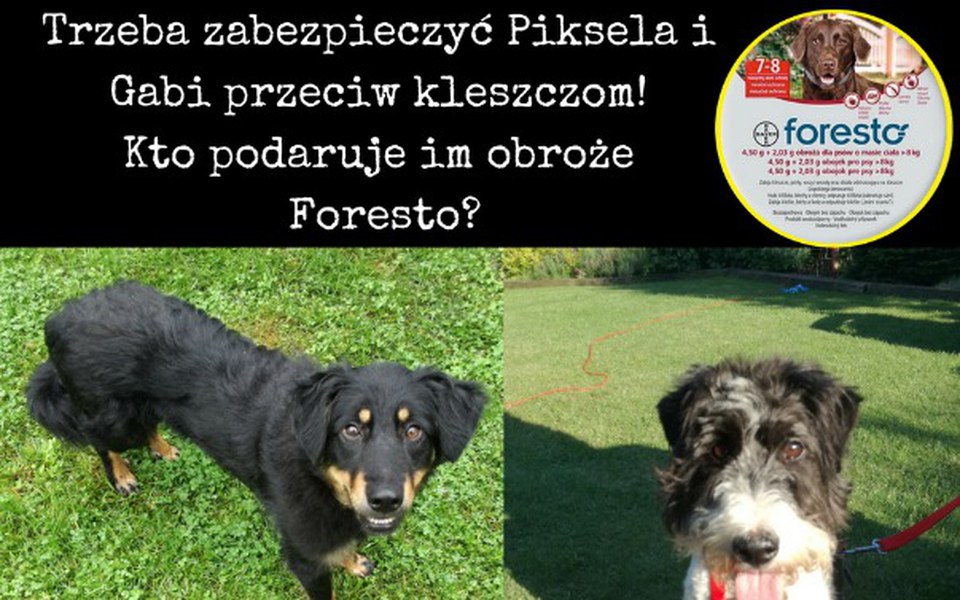 
        Zbiórka Foresto dla Piksela i Gabi - zdjęcie główne
    