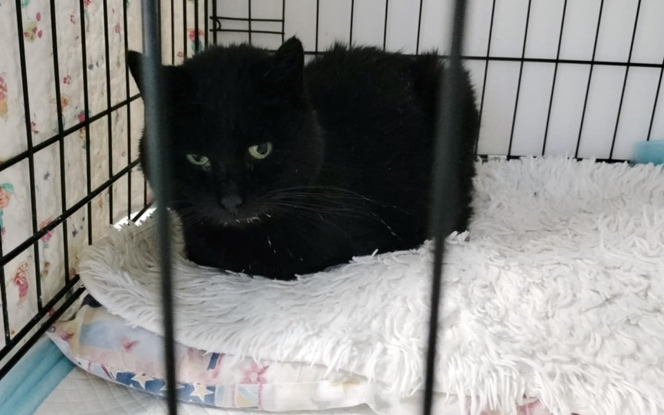 
        Czarny kot w klatce, z wyrazem niepokoju.
    