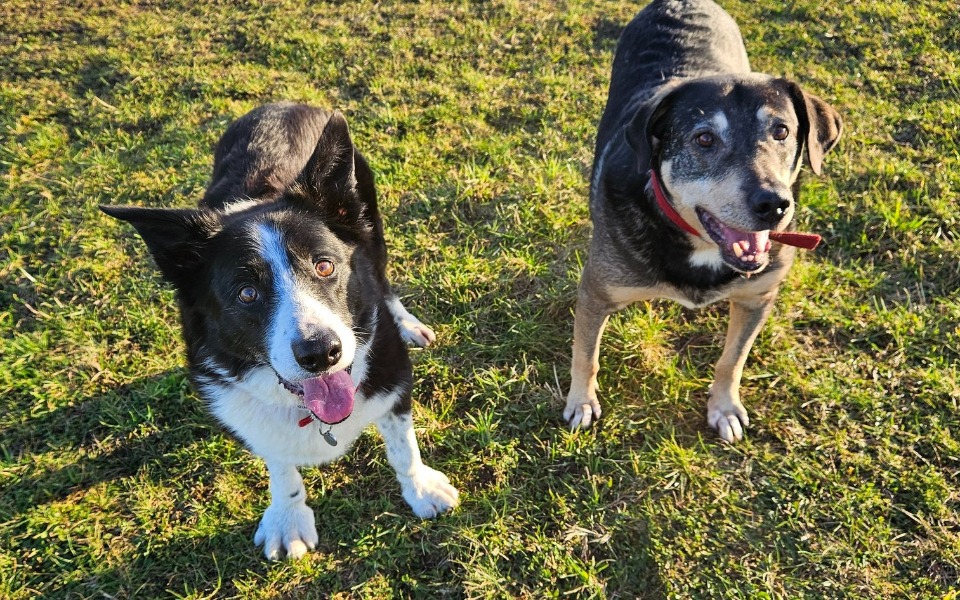 
        Dwa psy bawiące się na zielonej trawie.
    
