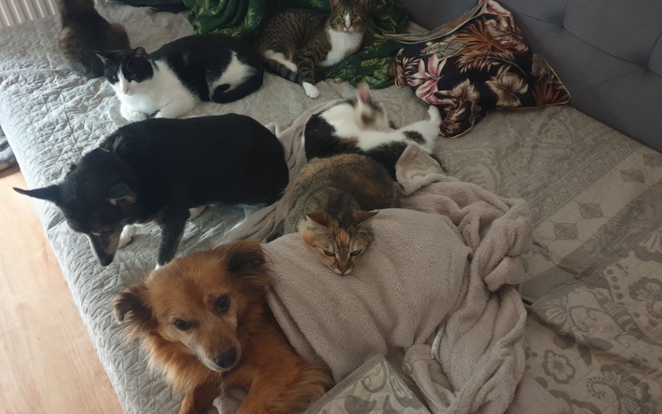 
        Grupa zwierząt domowych na łóżku, wesoła i przytulna scena.
    