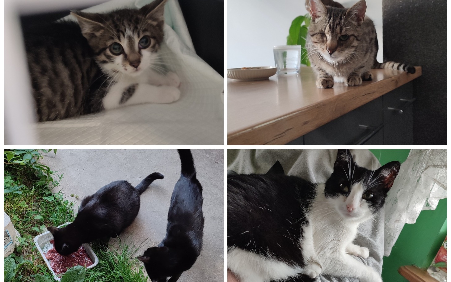 
        Koty w różnych pozach, bawiące się i odpoczywające.
    