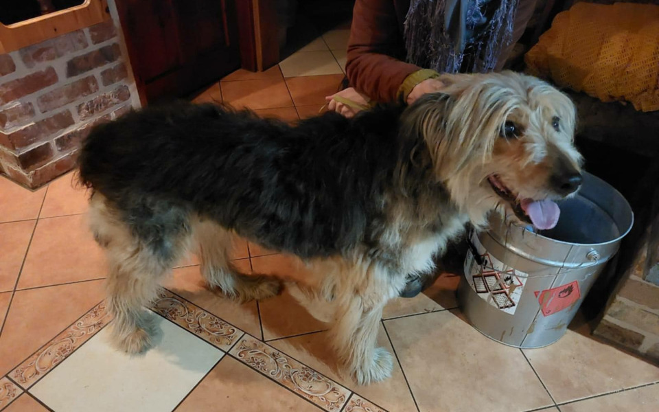 
        Pies stojący obok metalowego wiadra w domowym otoczeniu.
    