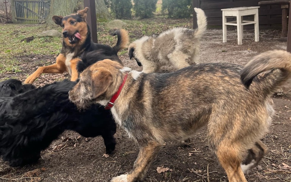 
        Grupa psów bawiących się na podwórku, w ruchu.
    