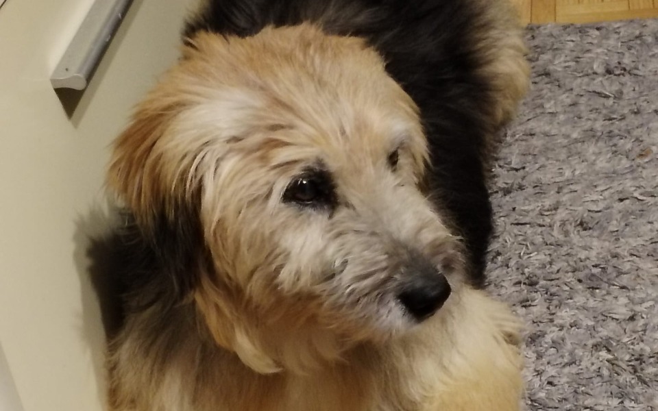 
        Pies z długim futrem, patrzący w stronę obiektywu.
    