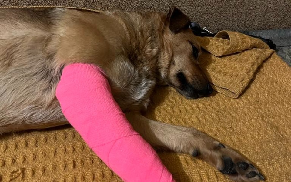 
        Pies z różowym bandażem na przedniej łapie, odpoczywający na kocu.
    