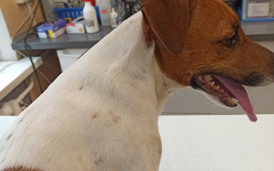 
        Pies w klinice weterynaryjnej, z widoczną szyją.
    