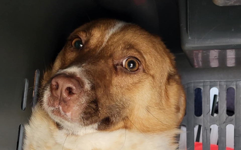 
        Pies leżący w transporterze, z wyrazem ciekawości na twarzy.
    