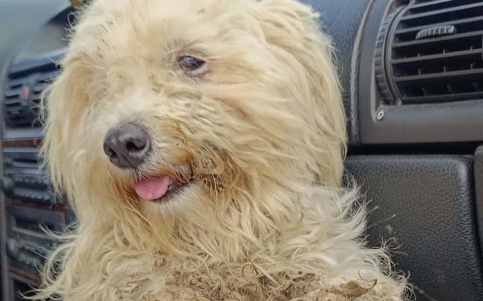 
        Pies z długim, brudnym futrem, siedzący w samochodzie.
    