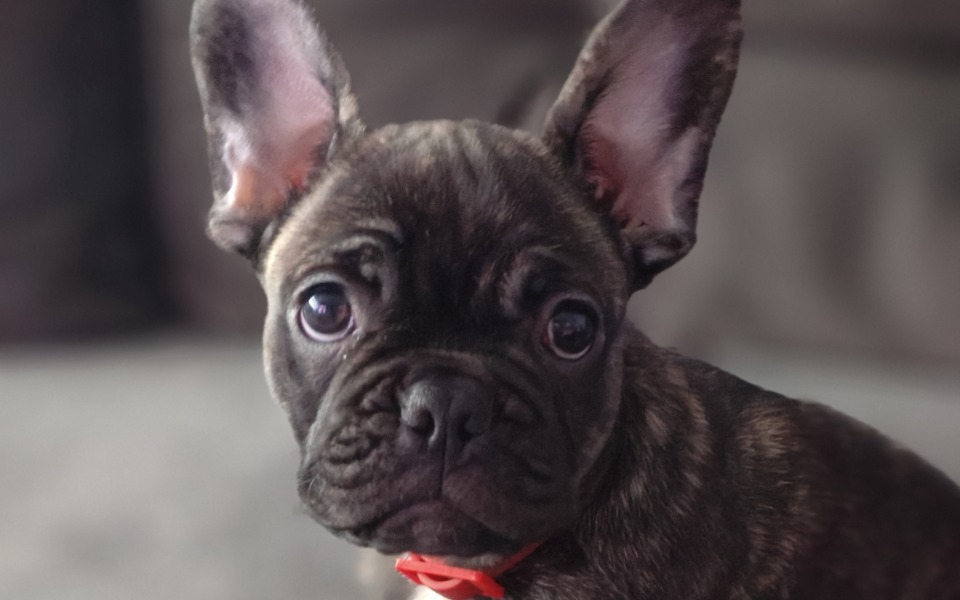 
        Szczeniak buldoga francuskiego z dużymi uszami.
    