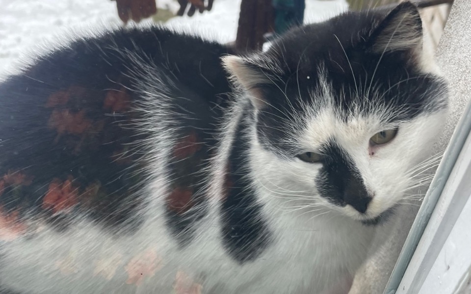 
        Czarnobiały kot leżący na parapecie, patrzący przez okno.
    