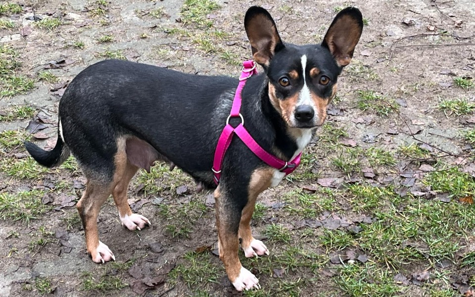 
        Pies w różowej uprzęży, stojący na trawie.
    