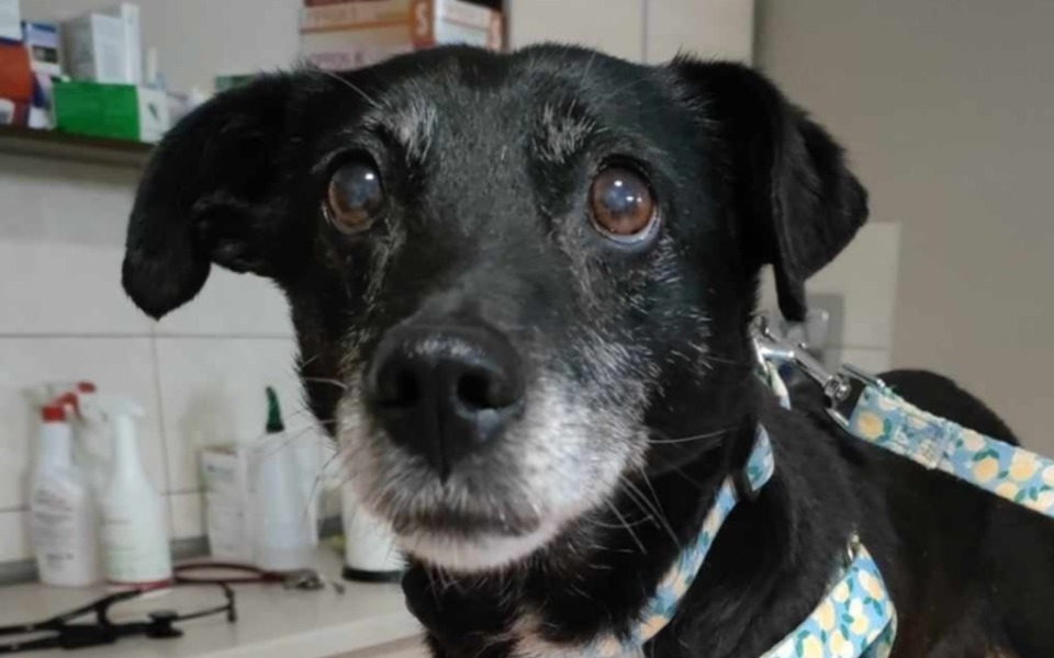 
        Czarny pies z siwymi włosami, patrzący w obiektyw.
    