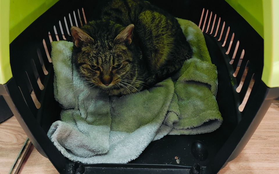 
        Kot leżący w transporterze, otulony szarym kocem.
    